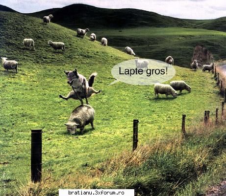 Offtopic/Aberatii - Lapte gros si smantanos - Altele