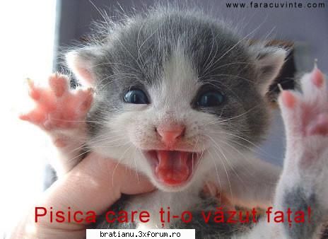 Offtopic/Aberatii - asta e varianta romaneasca d la "you make kitty - Altele